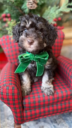 Mary Mulloy on Instagram: "We still have 2 Schnoodle puppies available. GrowingPuppies@gmail.com #schnoodlepuppy"