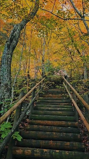 飛騨美濃せせらぎ街道！紅葉絶景ドライブへ #飛騨高山
