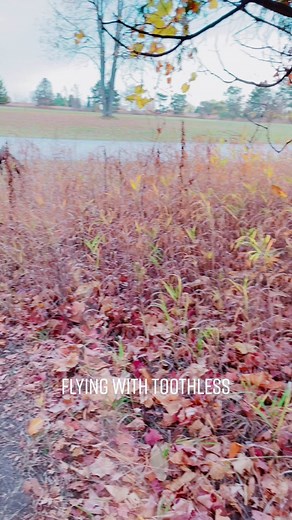 FlyingWithToothless (@flyingwithtoothless)’s videos with Oh Klahoma - Jack Stauber