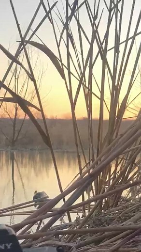 Ducks Dancing. #Banded #mallards #duckhunting #duckseason #waterfowl #realtreeoutdoors