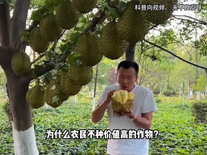 为什么农民不种价值高的作物？