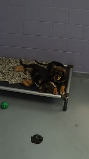 We currently have 8 puppies at Toronto Humane Society looking for a home they can call their own! Help us find them a place to be loved and cared for by sharing this post! ~ PLEASE NOTE: These puppies require surgery and vaccinations. Watch our "getting ready" adoption page for updates! Once listed, you can put them on hold after speaking to an adoption agent at 11 River Street. If you have any questions, email us at adoption@torontohumanesociety.com. | Toronto Humane Society