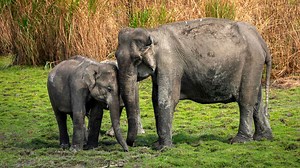 India’s wild elephant population shrinks amid habitat loss, human-wildlife conflict