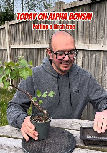 Potting a Birch Tree for Bonsai Art