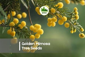30 Golden Mimosa Tree Seeds - Etsy
