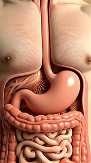 Realistic Pizza Digestion in 3D 🍕 | Internal Pathway Animation | Anatomy Arts 3D