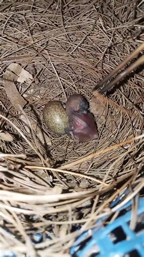 Welcome to the World, Little Baby Bird