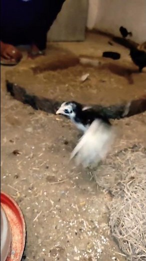 Pure Java😈😡 Aseel Chicks Fight😈 Aseel Fighter #shorts #youtubeshorts #shortvideo #short #aseelmurga