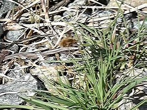 Large Bee-fly Licks Green Grass in Search of Residual Morning Dew 240fps