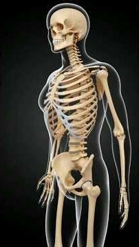 Why Your Body Doesn’t Collapse? BONES Explained 😨