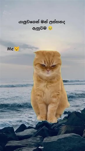 කෑම දැක්කම ඉන්න බෑ බං - හඩු meme