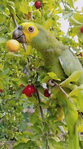 King wants to eat these fruits #wants #eating #fruits #snacktime #snacks #favoritetime #HappyBird #birdwatching #birdshow #birds #birdie #birdlovers #birdlife #parrots #lovely #petcare #featheredfriends #mypet #papagaio #aves #loro #viral #reels #fyp #trending #swaying #petcare #joyfulmoment | Rodelyn Kileste