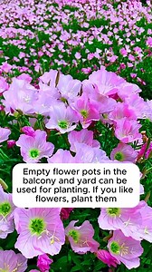 5.4K views | Growing flowers Pinkladies Showy #backyardgardening #gardeninglife #vegetablegardening #vegetablegarden #gardeningtips #gardeninglove #organicgardening #gardensofinstagram #gardenideas #urbangardening #gardeningistherapy #gardeninggoals #homegardening #gardeninspiration #lovegardening #gardeningisfun #countrygarden #gardeningmakemehappy #veggiegarden #happygardening | Gardening love | Facebook