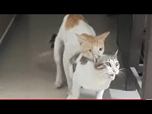 Kucing Kawin, Mating Cat #cats matingcats #catslover #pecintakucing #kucing