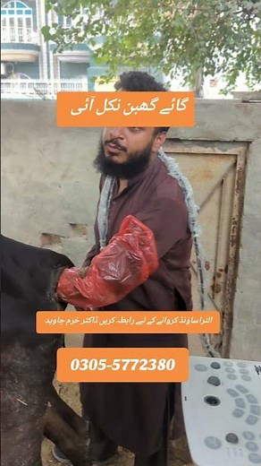 cow pregnancy test with ultrasound machine #cow #animaldoctor