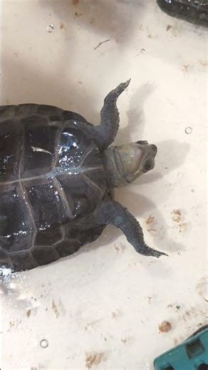 A turtle that flipped over on its own