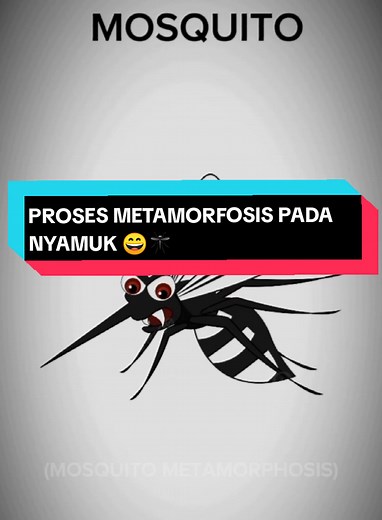 Proses Metamorfosis Nyamuk: Dari Telur Hingga Dewasa