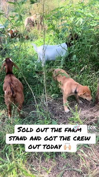 Selling Out at the Farm Stand: A Day in the Life