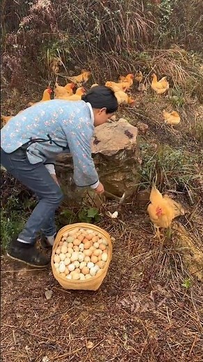 Collecting Fresh Eggs From Free-Range Chickens! 🥚🌿