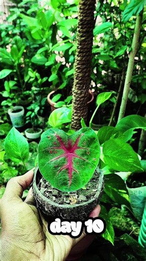 How to Caladium plant grow 🪴👍👍#diygarden #caladium plant #grow