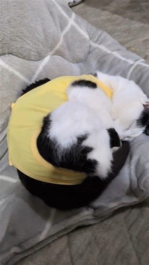 お洋服を着ている猫#ねこ#ジョイントマット#誤飲#開腹 #手術#cat #adoreble
