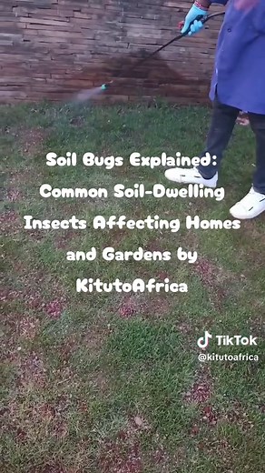 Soil Bugs Explained: Common Soil-Dwelling Insects Affecting Homes and Gardens by KitutoAfrica Soil-dwelling insects are a diverse group of pests that live in or on the soil, often impacting homes, gardens, lawns, and landscaping. Common soil bugs include termites, ants, beetle larvae, springtails, and fungus gnats. While many of these insects play beneficial roles in soil aeration and nutrient cycling, some can become problematic by damaging plants, wooden structures, or even entering homes. Vis