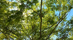 Tree, Green, Branch. Free Stock Video
