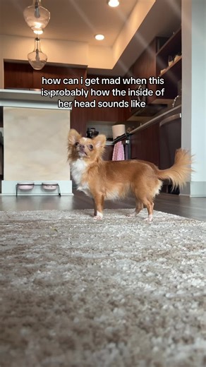 Adorable Chihuahua Enjoys Playtime