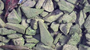 Tadpoles eat algae on small stones in the water. The tadpoles about to defecate while eating algae. The water is filled with algae, leaves, tadpoles feces and air pockets.