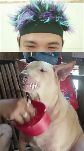 Don Pepot Try to not laugh Funny Videos 17