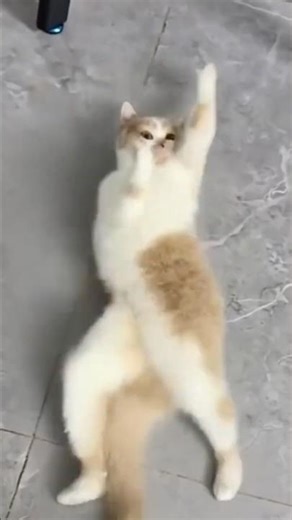 🎵 Groove Mode Activated! Cactus Turns Baby into a Laugh Machine 🌵🤣