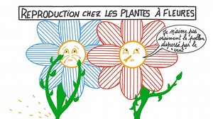 Reproduction chez les plantes à fleurs