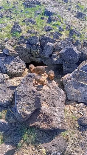 Young Foxes Emergence from Rocky Den