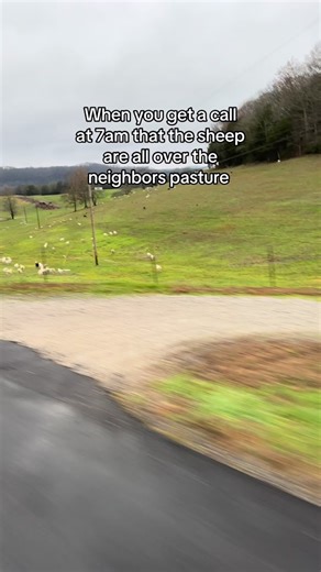 Border Collie Herding Skills on Winding Creek Farms