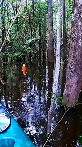 Câu lure cá to khủng rừng Amazon #câu_cá_chép #caucachep #cau_ca_chep #mồicâucáchép #mồi_câu_cá_chép #mồicâucátrắm #mồi_câu_cá_trắm #mồicâucátra #mồi_câu_cá_tra #mồicâucálóc #mồi_câu_cá_lóc #đồcâucá #đồ_câu_cá #cửahàngcâucágầnđây #cửa_hàng_câu_cá_gần_đây #cuahangcaucaganday #cầncâumáy #cần_câu_máy #cancaumay #maycau #moicau #phaocauca #luoicauca #aocauca #kinhcauca #mucauca #hocauca #hodichvucauca #máycâu #cancaubainhat #aocauca #noncauca #cancaudai #luoicau #phaocauca | Phụ Kiện Câu Cá Nhật, Đà