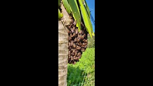 Bees swarm tree branch at farm