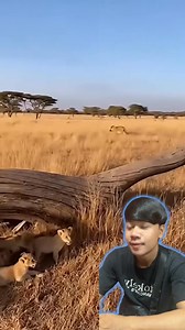 ក្របីមានកាំភ្លើងទៀត😬🤣 | SIEV MENG