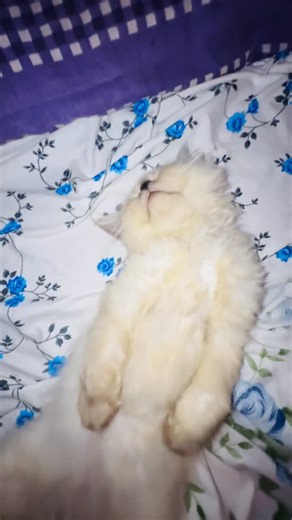 𝘚𝘢𝘯𝘶𝘩𝘩𝘩