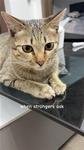 what's your fake name ？ #cute #cat #catvideo #shorts