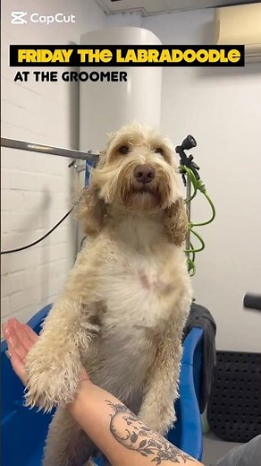 Friday the Labradoodle caught in a hurricane…at the groomer! 😂🌪