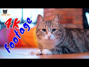 4K Quality Animal Footage - Cats and Kittens Beautiful Scenes Episode 16 | Viral Cat