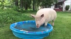 3.8M views · 37K reactions | There's nothing better than a lazy afternoon in the pool. | Esther the Wonder Pig | Facebook