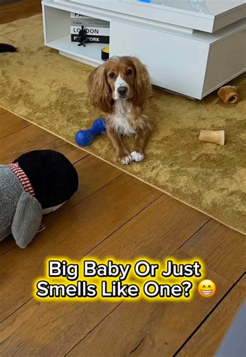 Best Baby Powder Scented Dog Shampoo for All Breeds