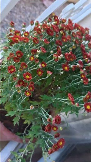 يوم الجمعة باختصار 🍬💐