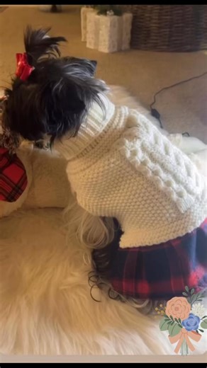 Excuse me… why are you SO cute?” 😳🐶💖 “I was born like this.” 😌✨ Confidence level: Princess Luna 👑🐾💕 #LunaAndDolce #CuteDogs #DogReels #PrincessLuna #BornCute #SassyDogs | 𝐋𝐔𝐍𝐀&𝐃𝐎𝐋𝐂𝐄