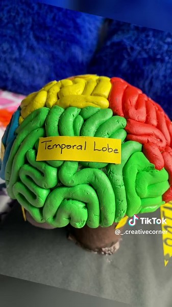 Creative Brain Model Made with Play Dough