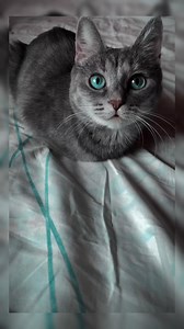 16K views · 729 reactions | Cats can feel sad due to changes in their environment, health issues, or loneliness. Losing a companion—whether a human or another pet—can cause grief, leading to behaviors like reduced appetite or withdrawal. Cats also thrive on routine, so disruptions like moving, schedule changes, or new family members can make them feel unsettled. Additionally, health problems or boredom from a lack of stimulation can contribute to sadness. | Paw Plaza | Facebook