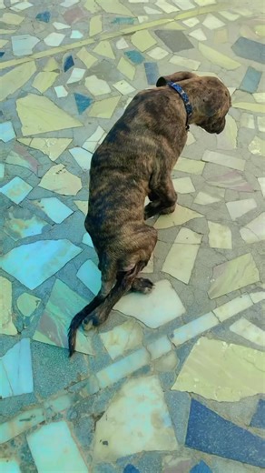 3.6K views · 106 reactions | Piyar kise nal pa liye Ekle shad ke Jayi da nahi……. #reelsviral #doglover #help #animallover #rahatfatehalikhan #kwaliya #dogfriendly #dogwalking #virals #viralreels #trendingreels #dogs #helpothers #helpdogs #reelsfb #FacebookLive #fbpageviral | Ashiyana Animal Rescue | Facebook