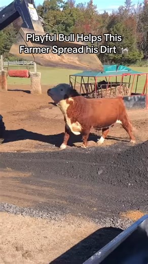 Cute Cow Lovers Club on Instagram: "🐮💪✨ The Bull Who Wanted to Be a Farmer ✨💪🐮 Every morning on the farm, while the farmer started his chores, one very enthusiastic bull trotted over to “help.” He didn’t care about breakfast or lounging in the sun—nope. Today’s mission? Move. That. Dirt. The moment the tractor lifted a scoop, the bull rushed in like, “Don’t worry, boss, I got this!” He pushed, nudged, and smoothed the pile with all the confidence of a professional earthmover. The farmer coul