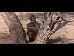 Baboon Trap